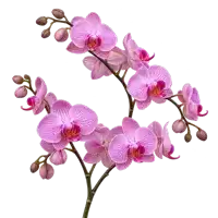 Artificial Orchid Strand