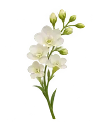 Ivory Bloom Strand